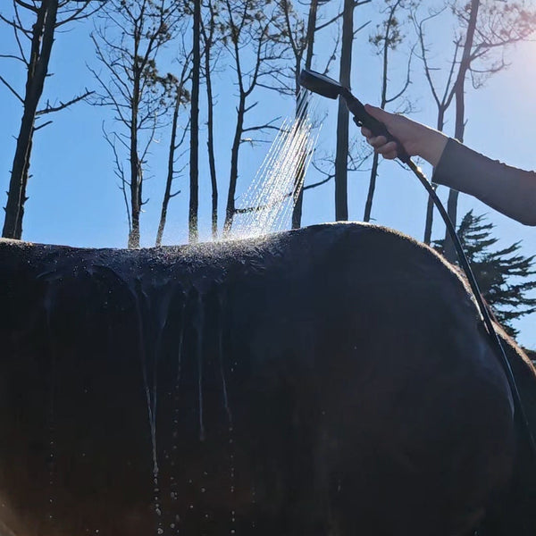 A horse being rinsed down on the sand after a beach ride